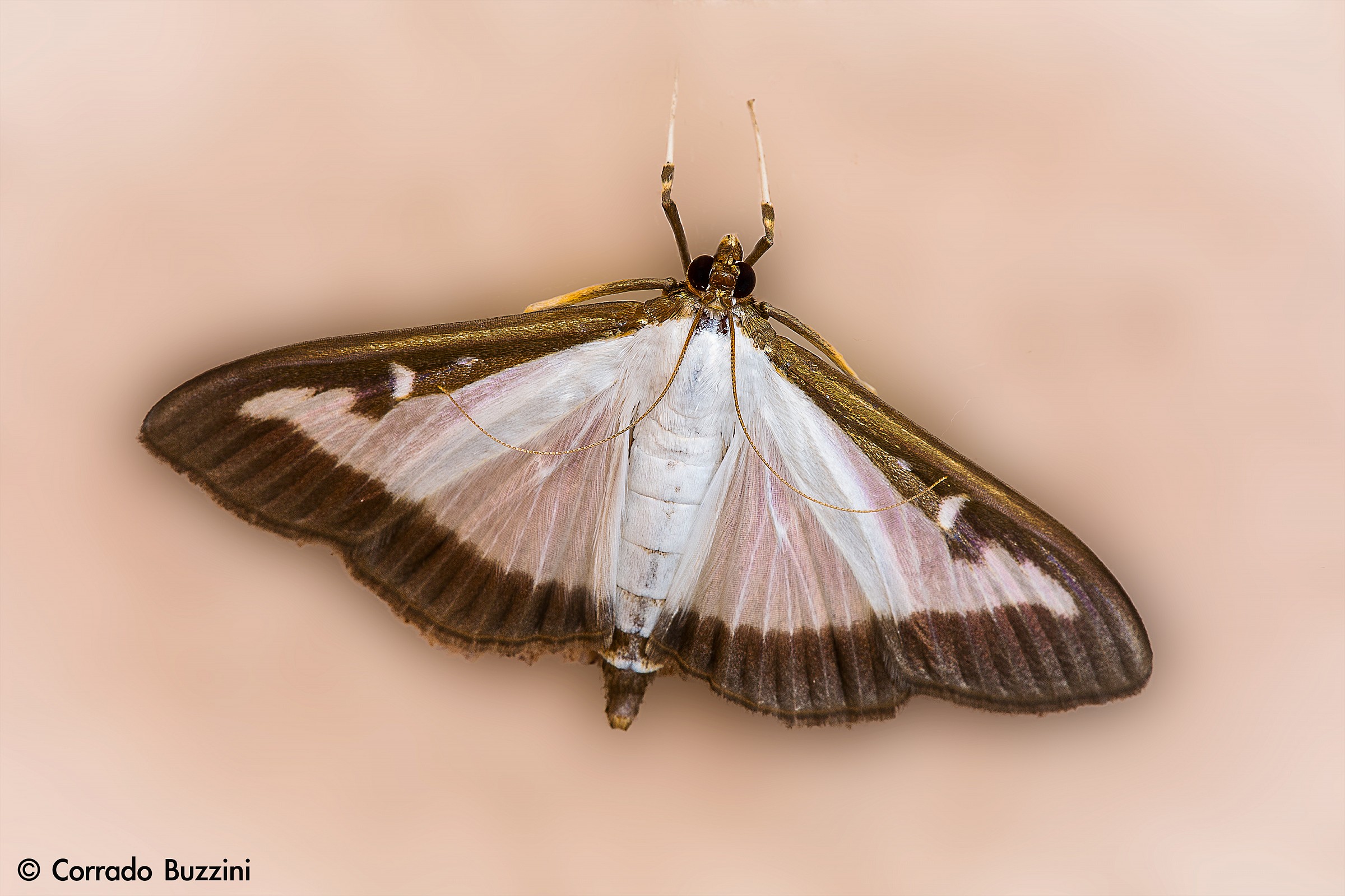 gold dust on the moth