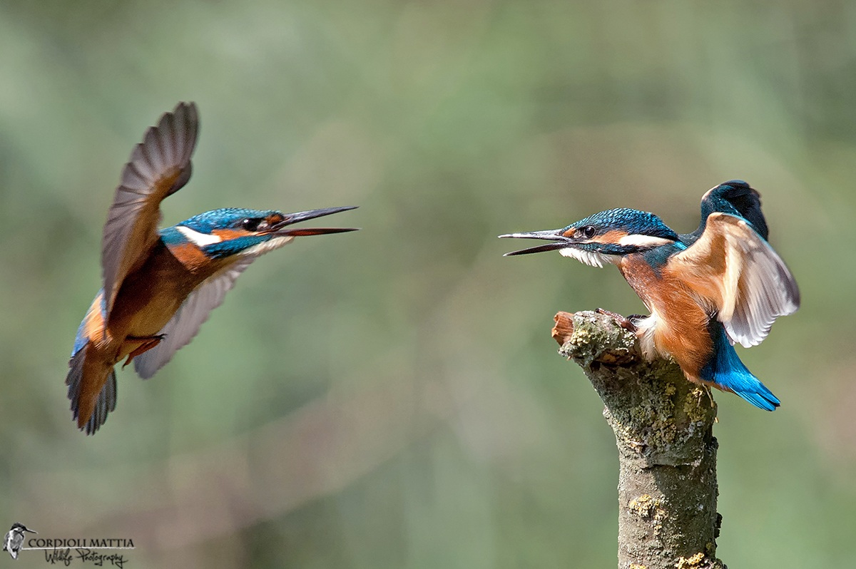 Kingfisher War