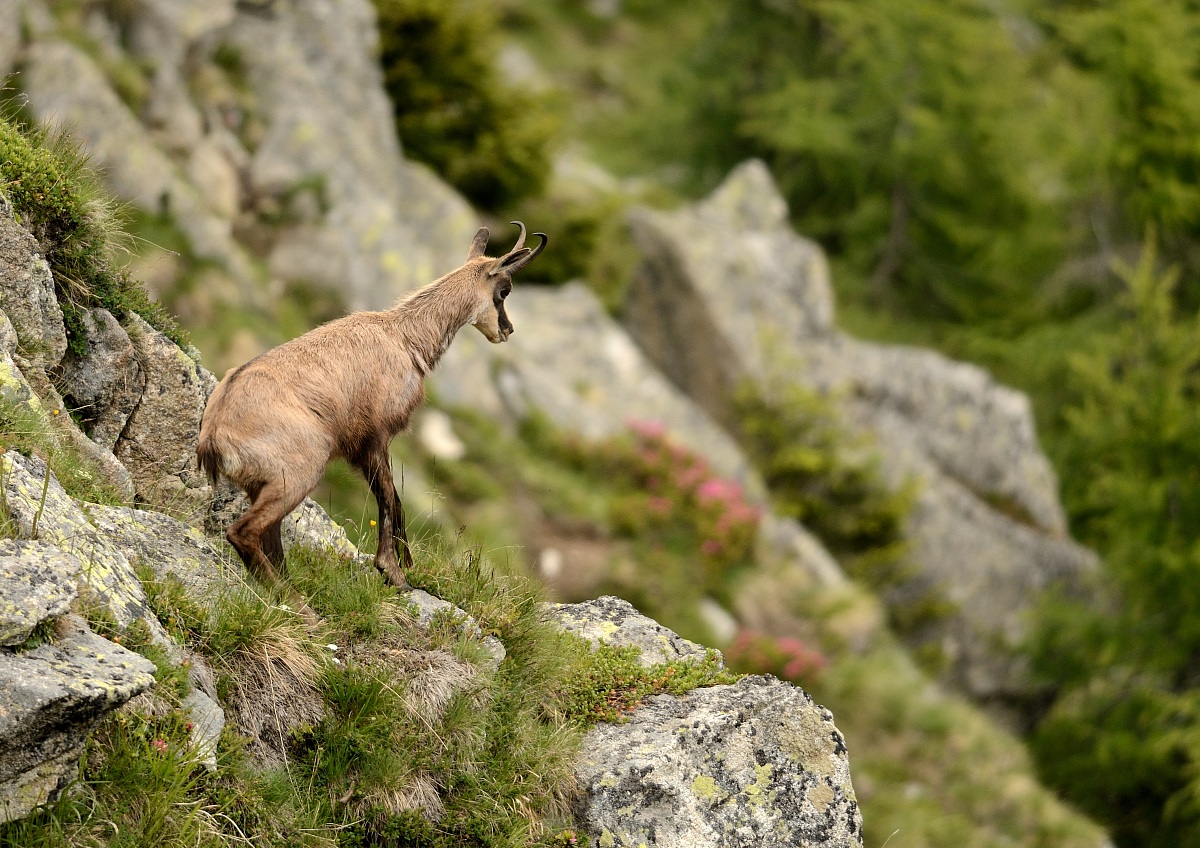chamois 3