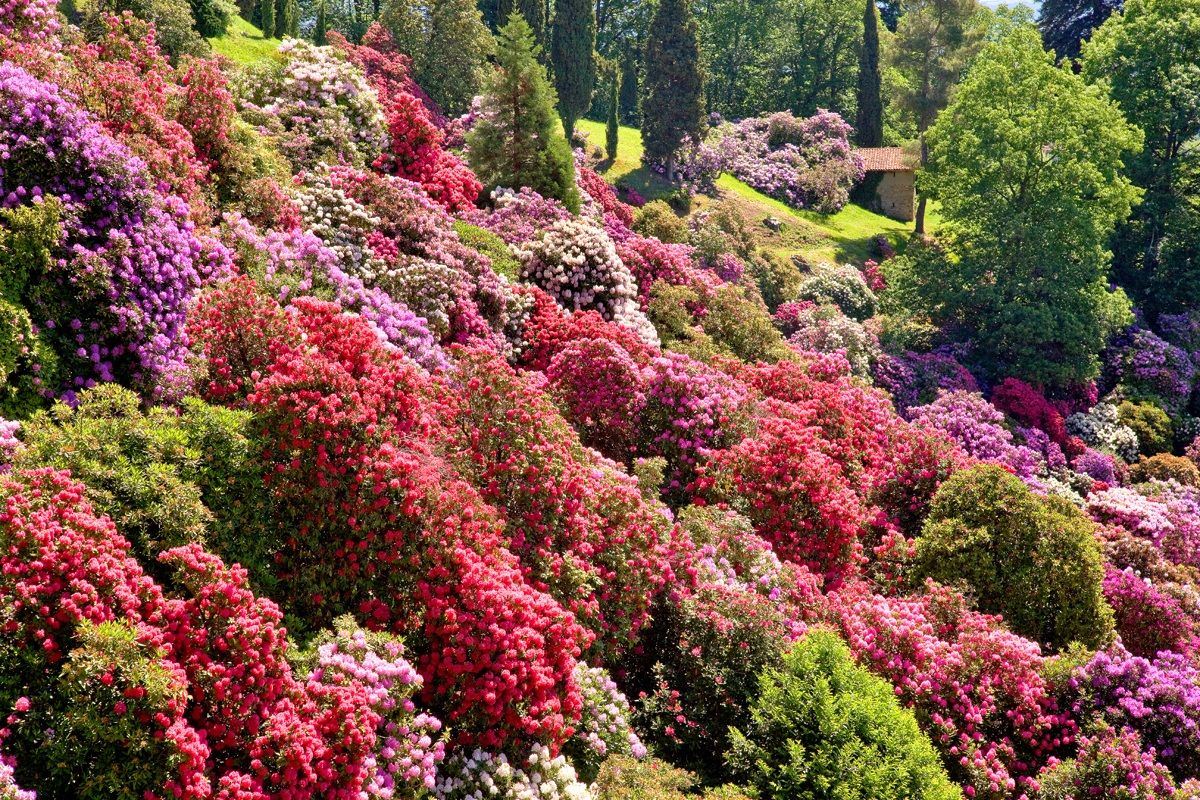 The hill of rhododendrons