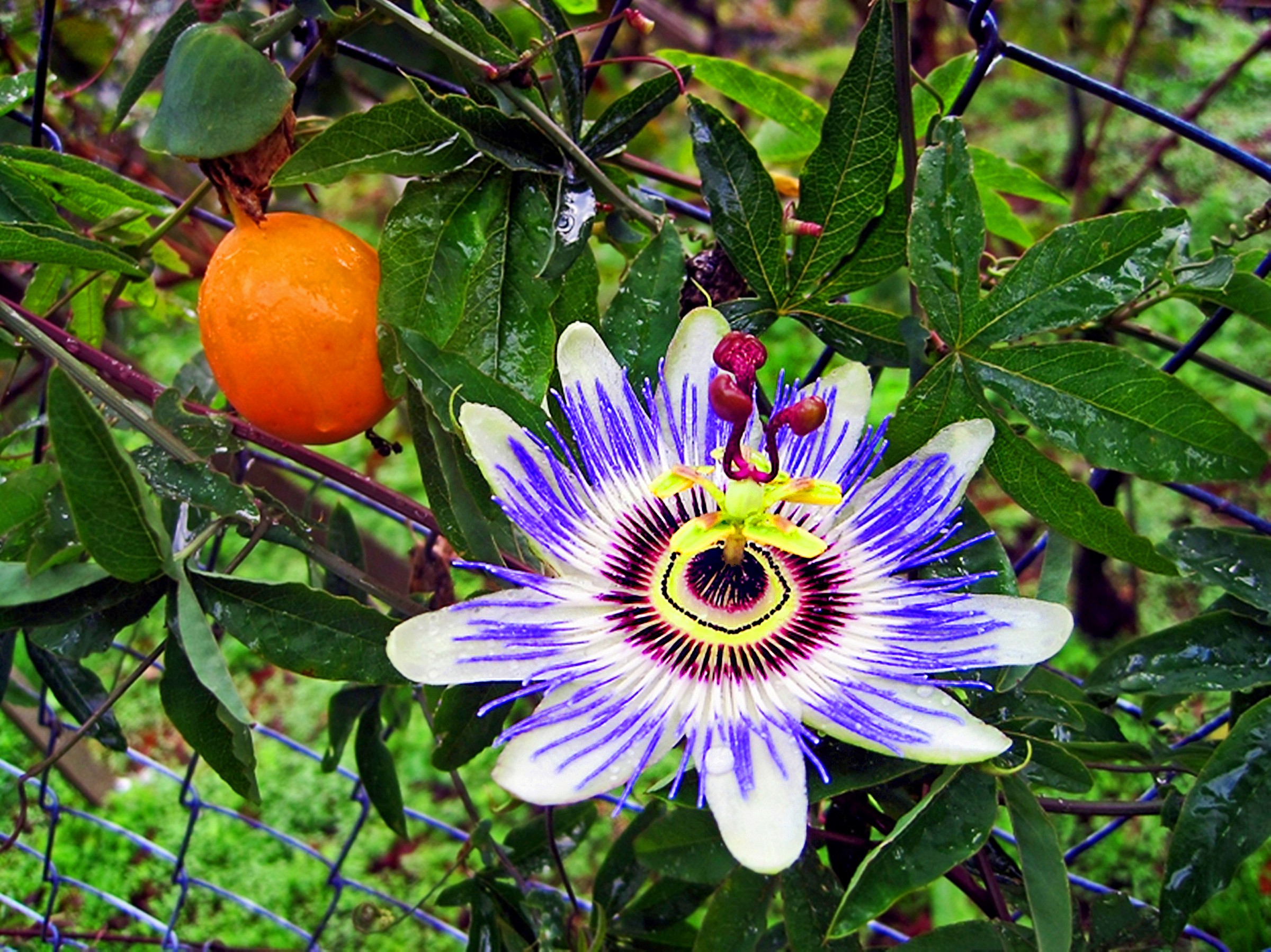 Flower and fruit