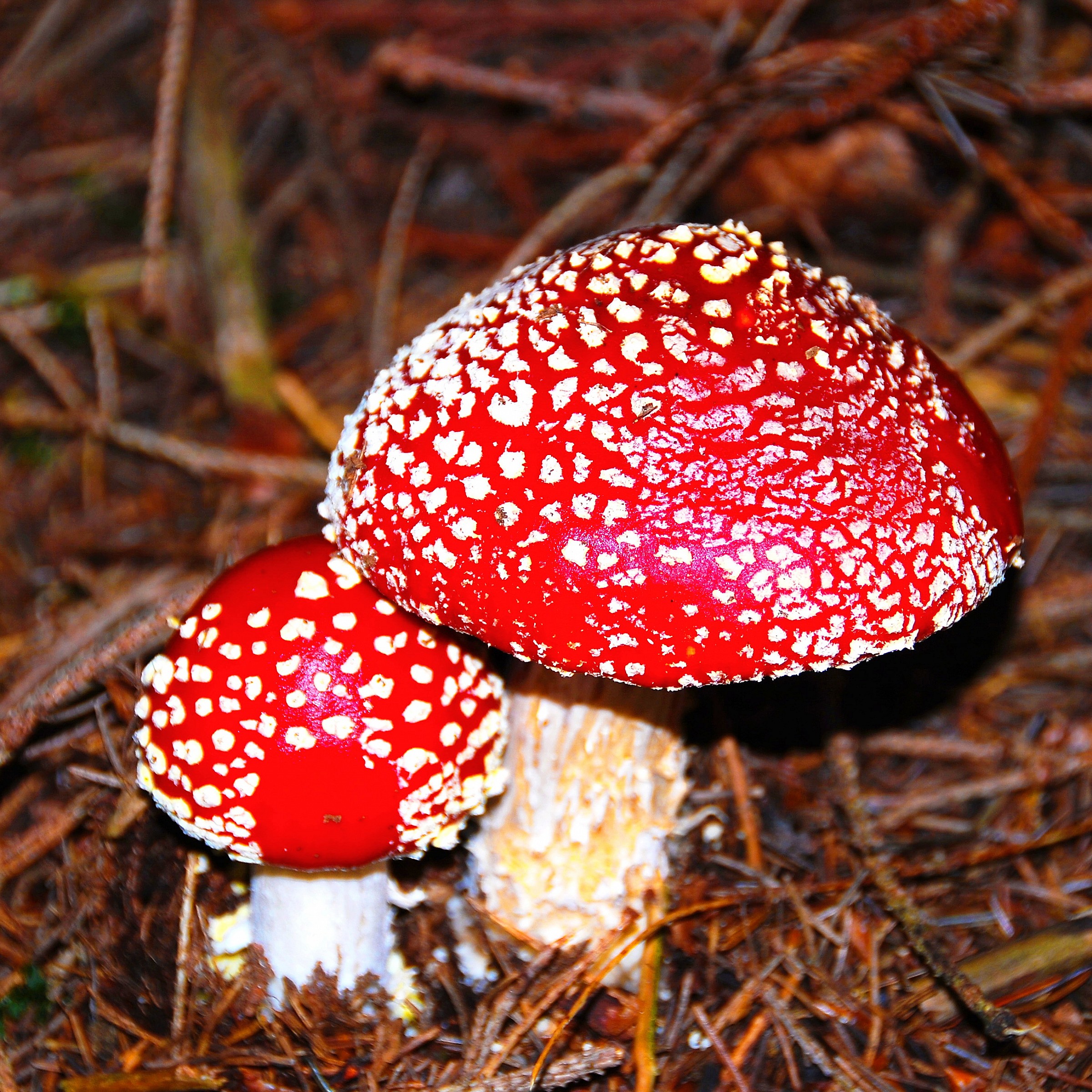 amanita muscaria