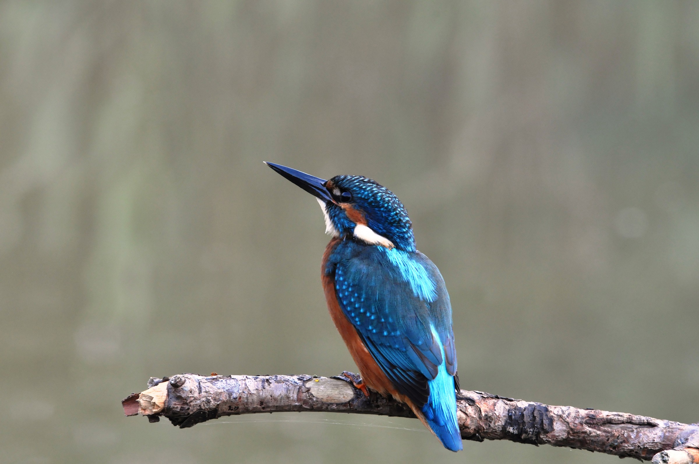 Looking at the horizon