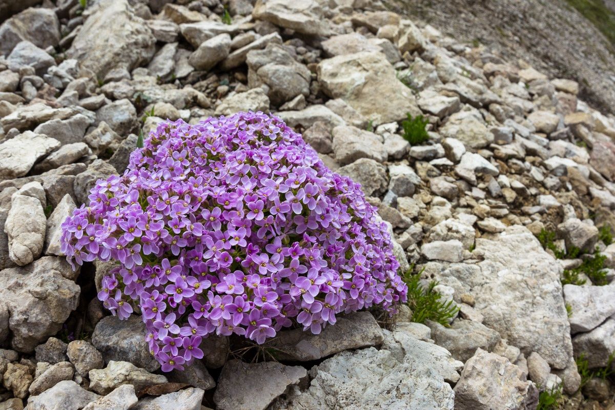 Densi cuscinetti di Thlaspi rotundifolium al Pordoi