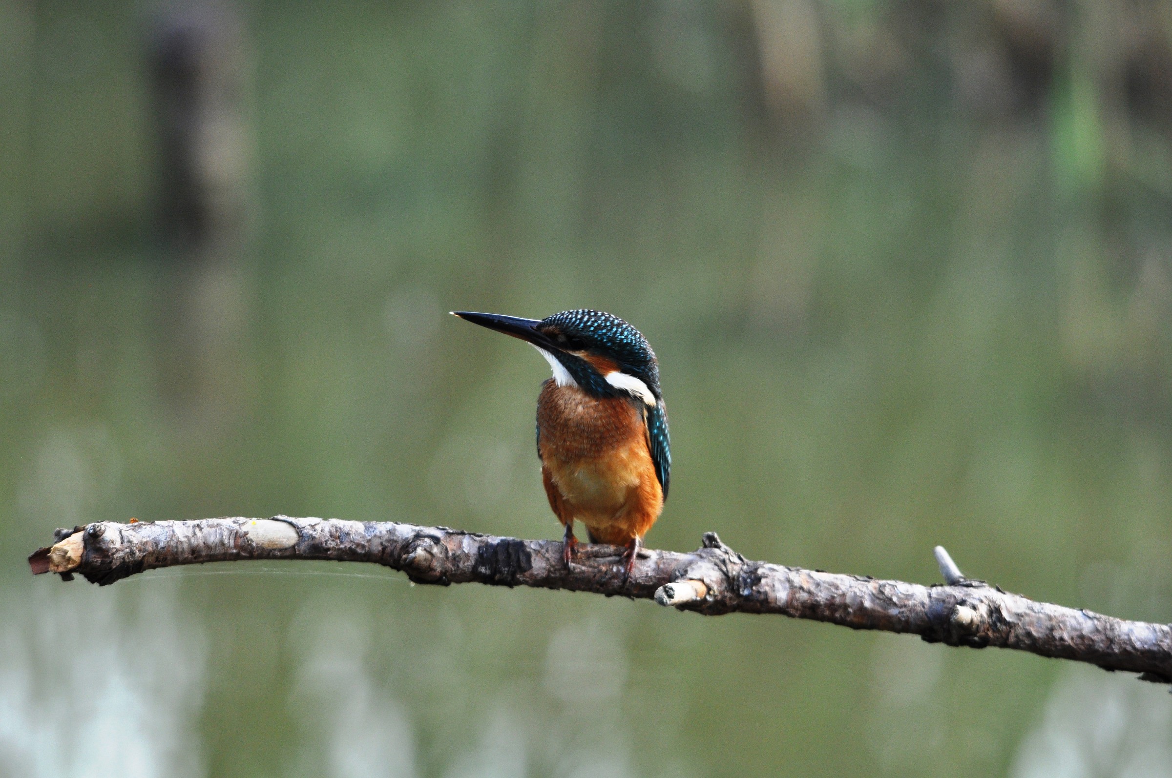 Looking .............