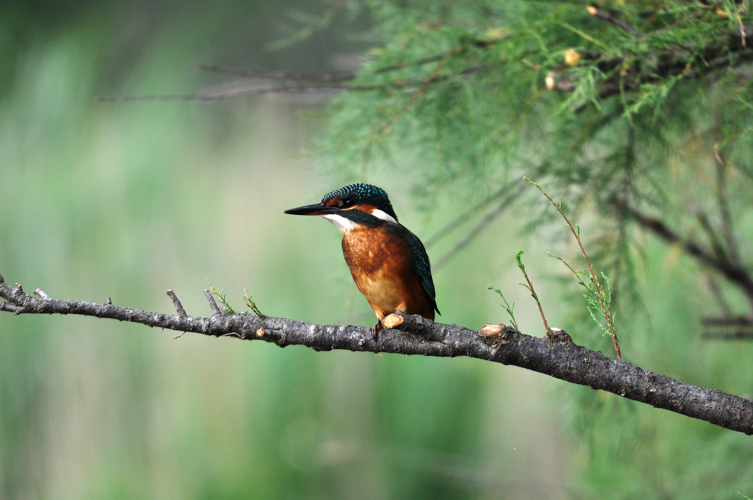 Looking .............