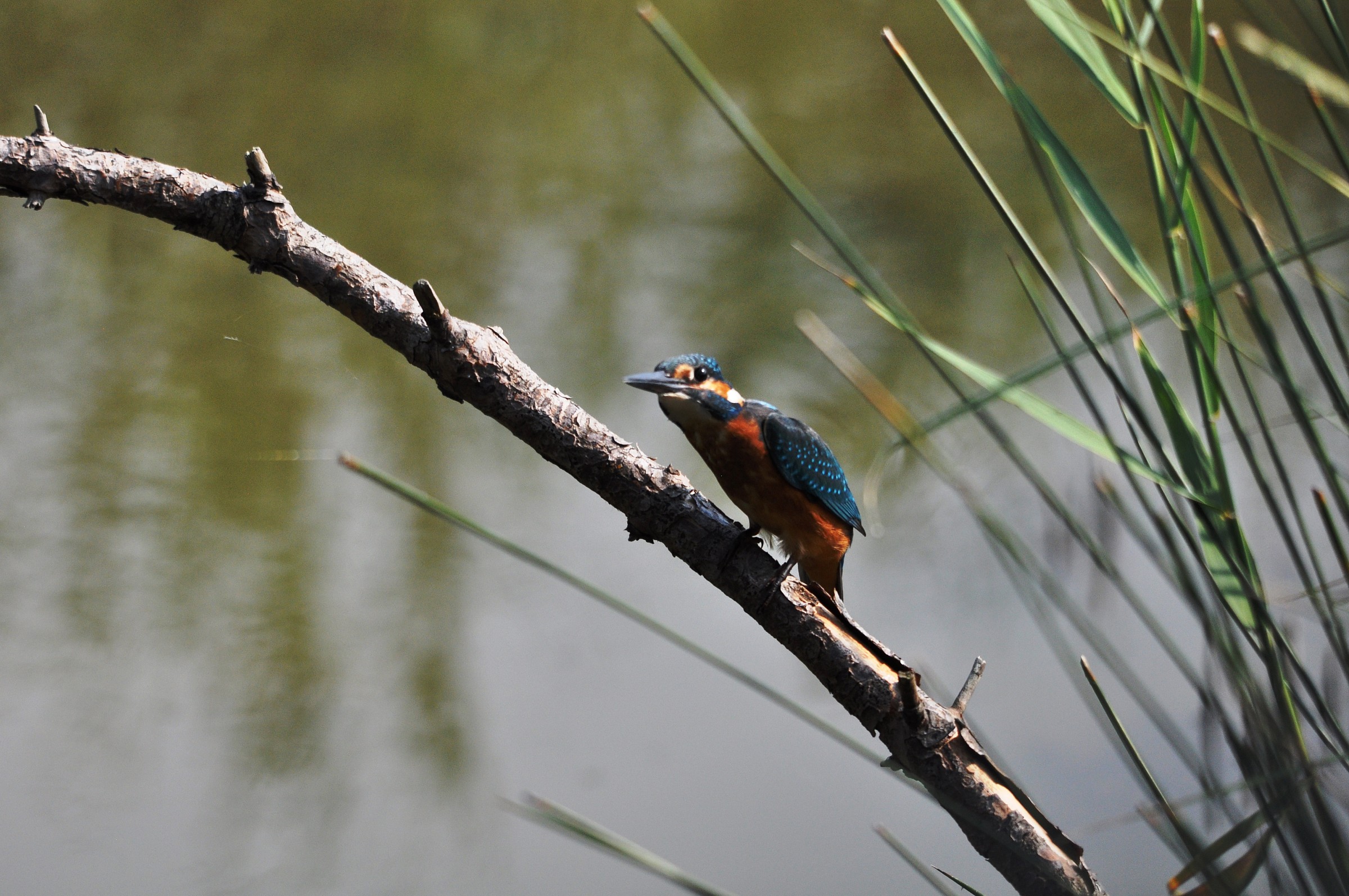 Posing for the photographer