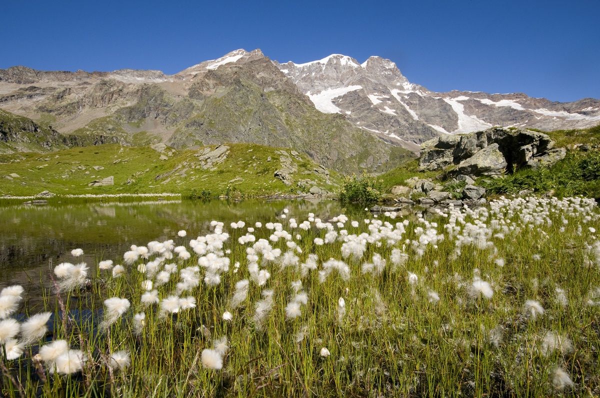 Rose of the nozzle Pisse-Alagna