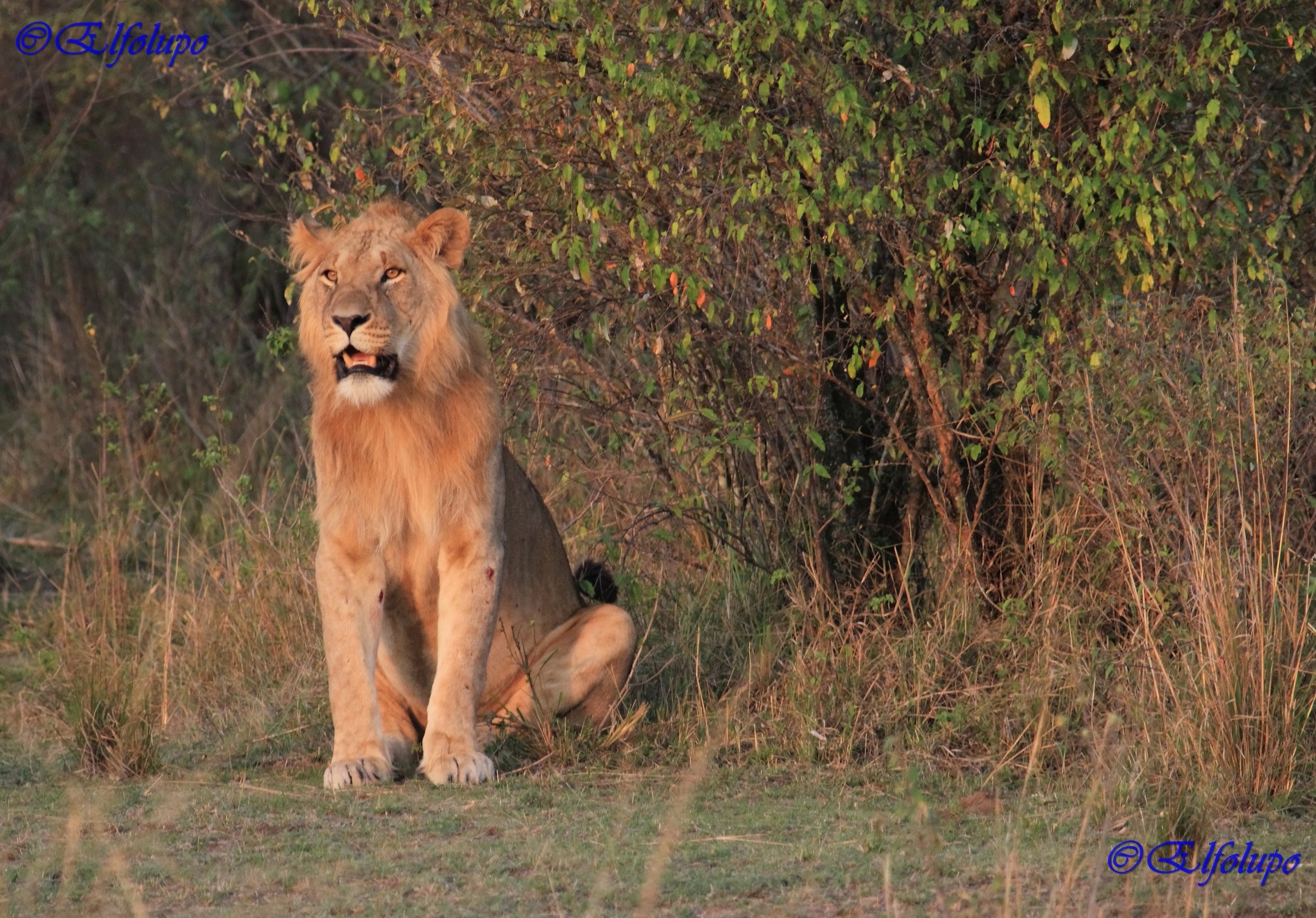 La paziente attesa...