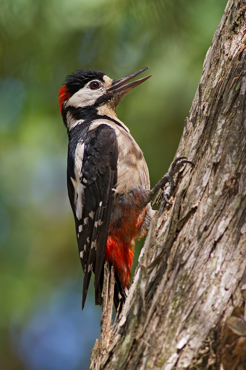 Picchio rosso maggiore maschio