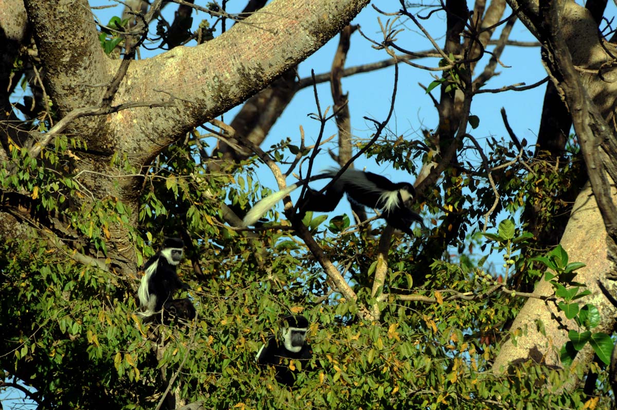 Colobus bianco e nero - Etiopia