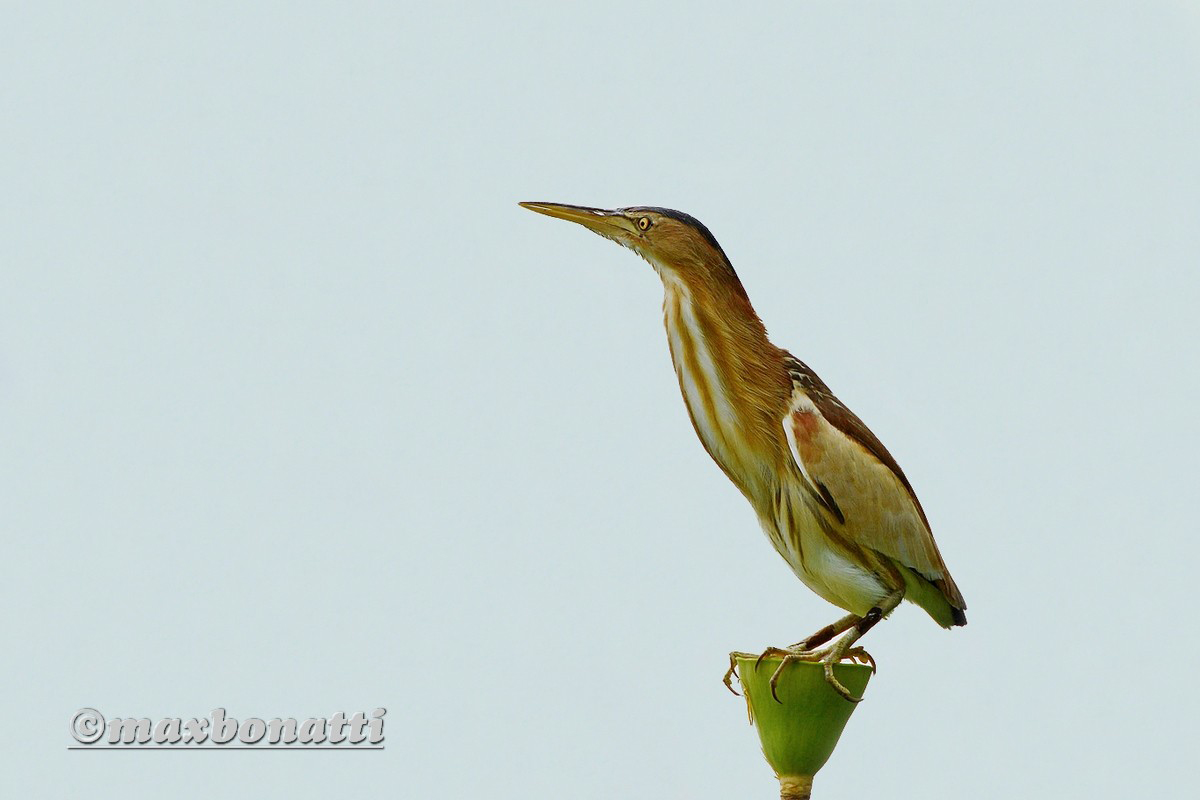 Bittern female
