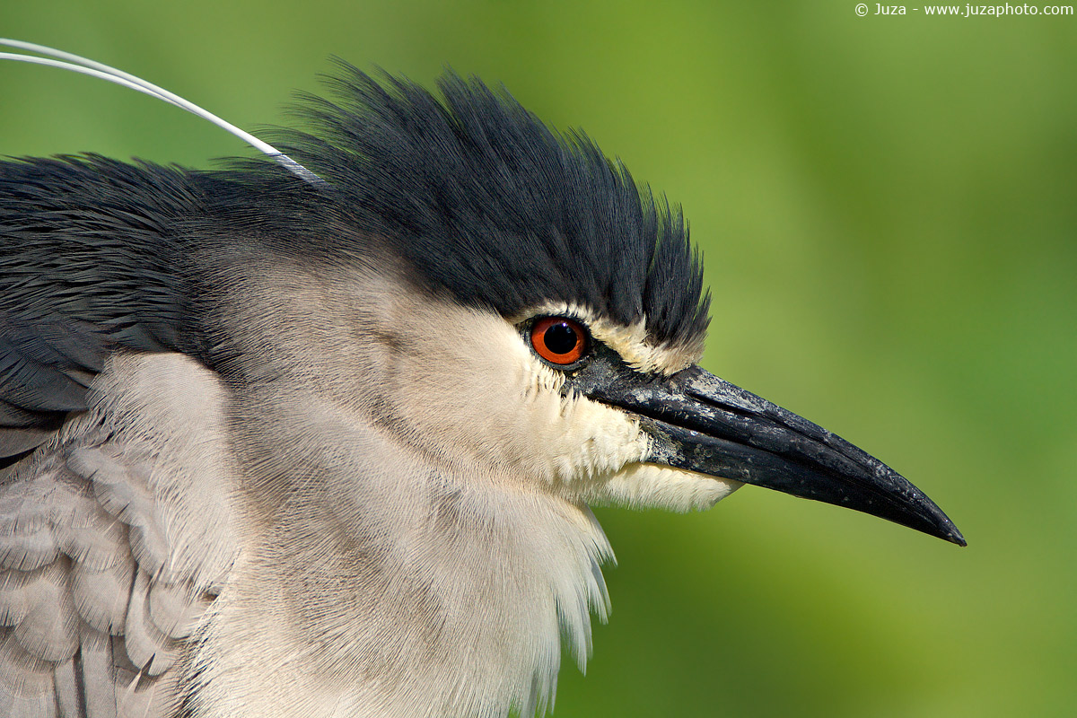 Nycticorax nycticorax (Nitticora), 002613