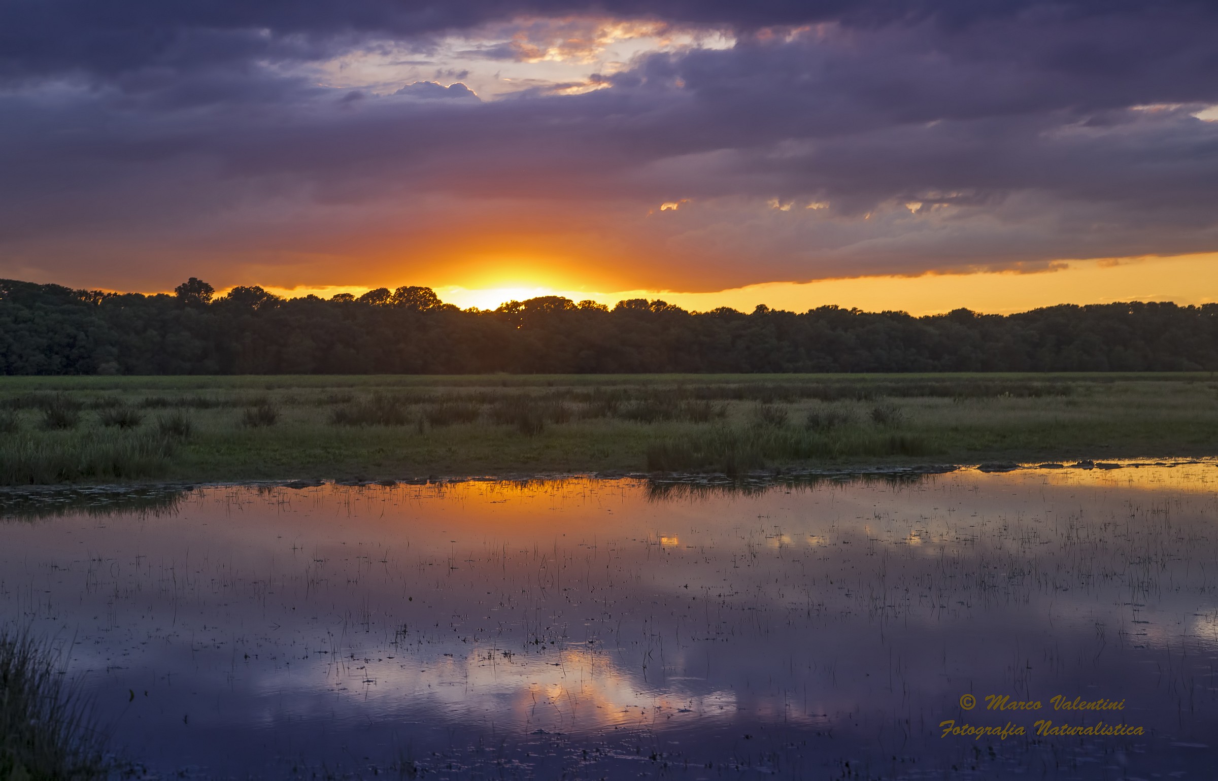 Tramonto sulla foresta di Letea