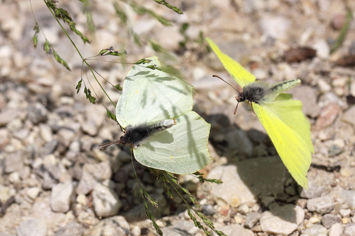 Gonepteryx gonepteryx F + M