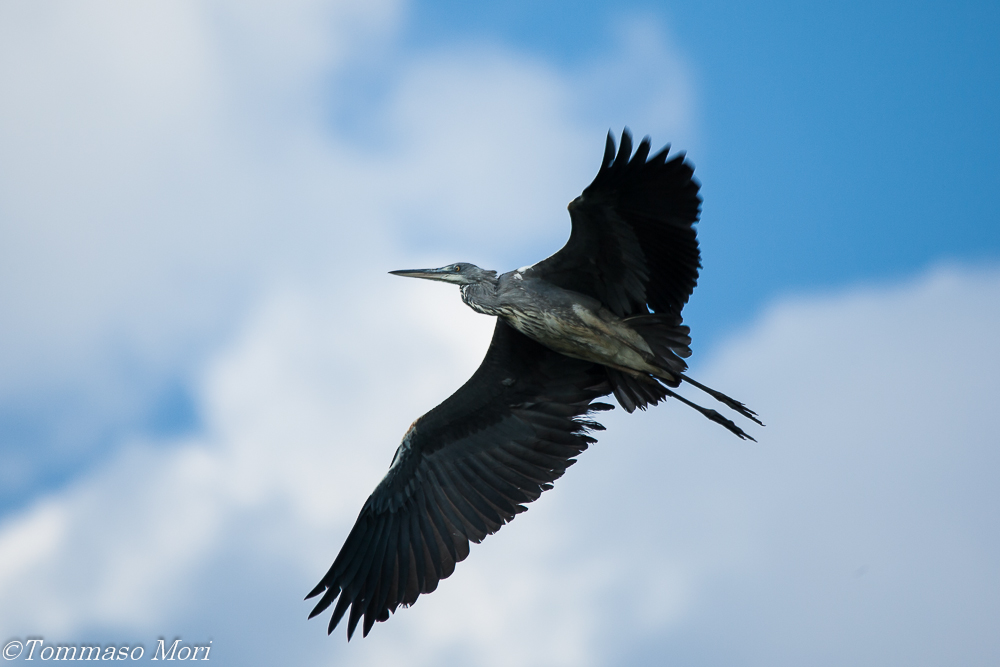 Airone Cenerino in volo