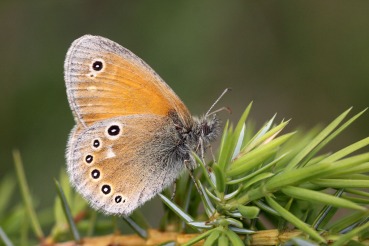 Coenonympha tullia