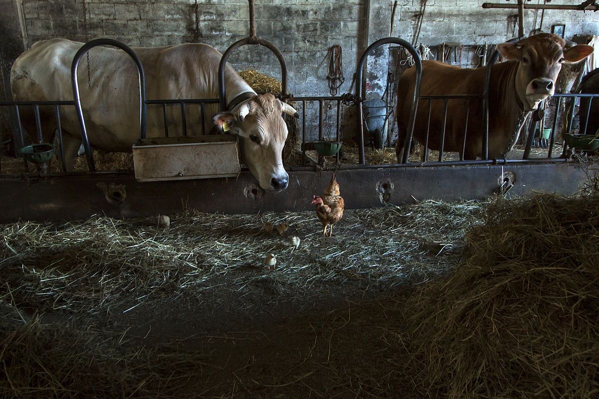 Chioccia con pulcini nella stalla