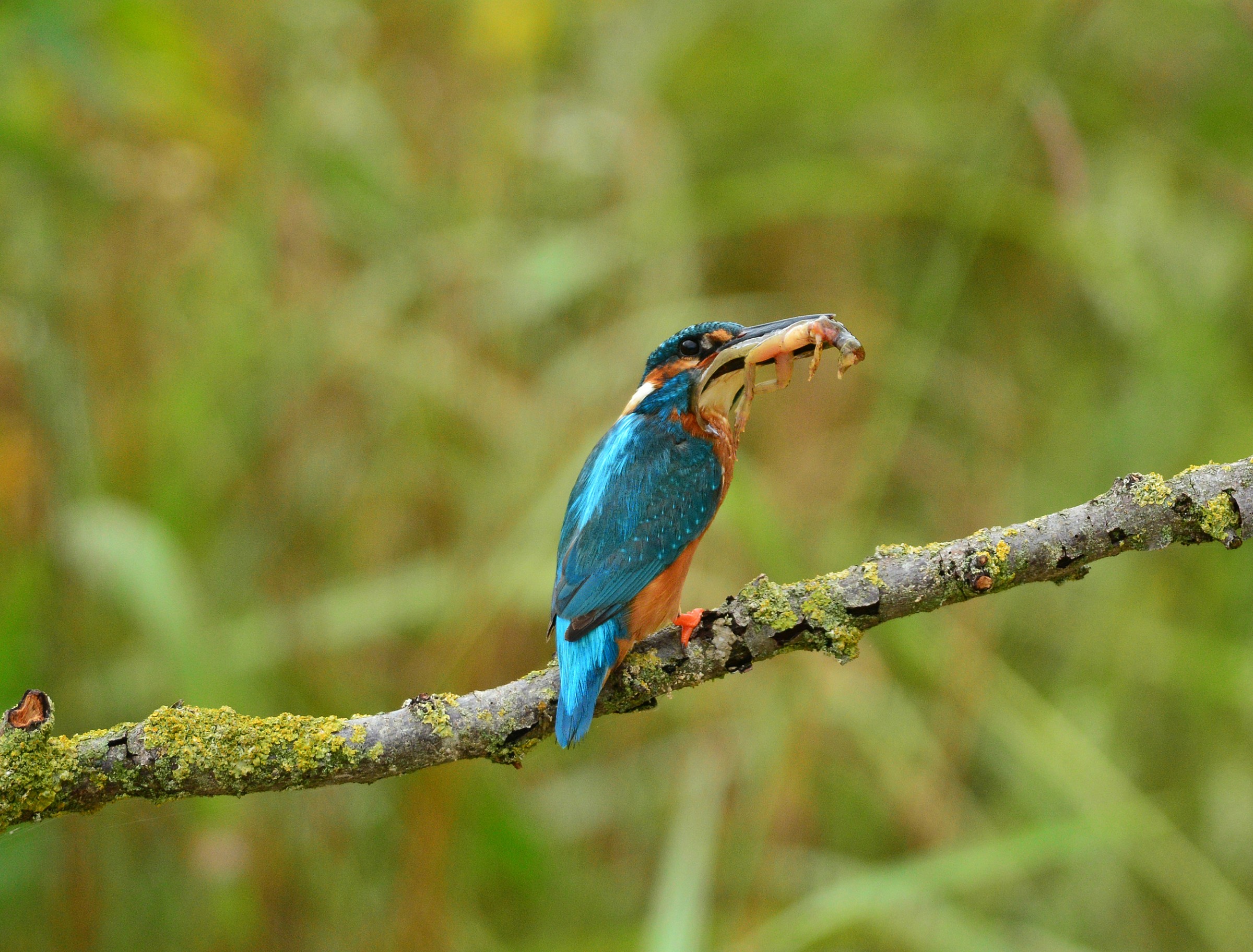 martin pescatore di rane
