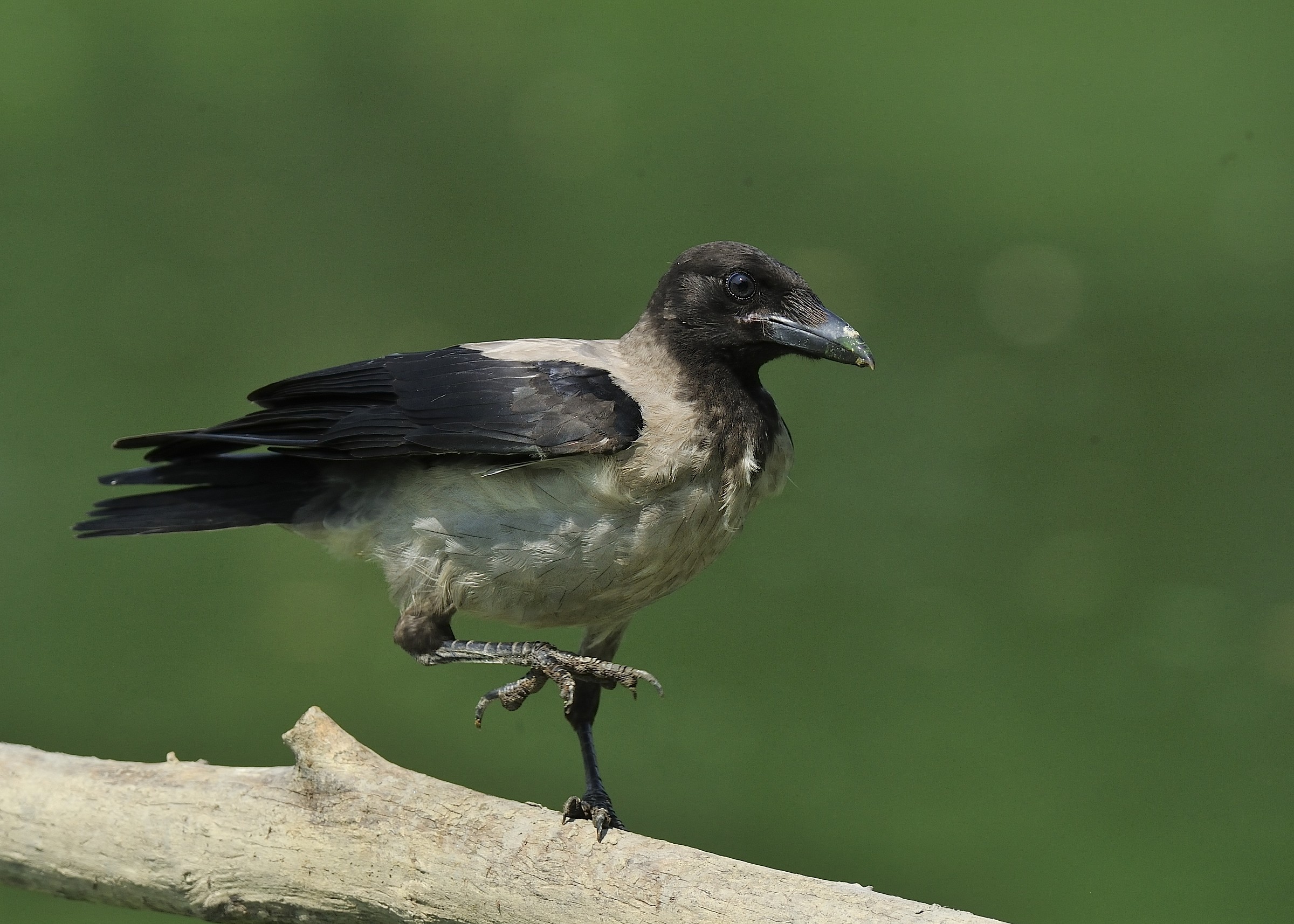 cornacchia ballerina