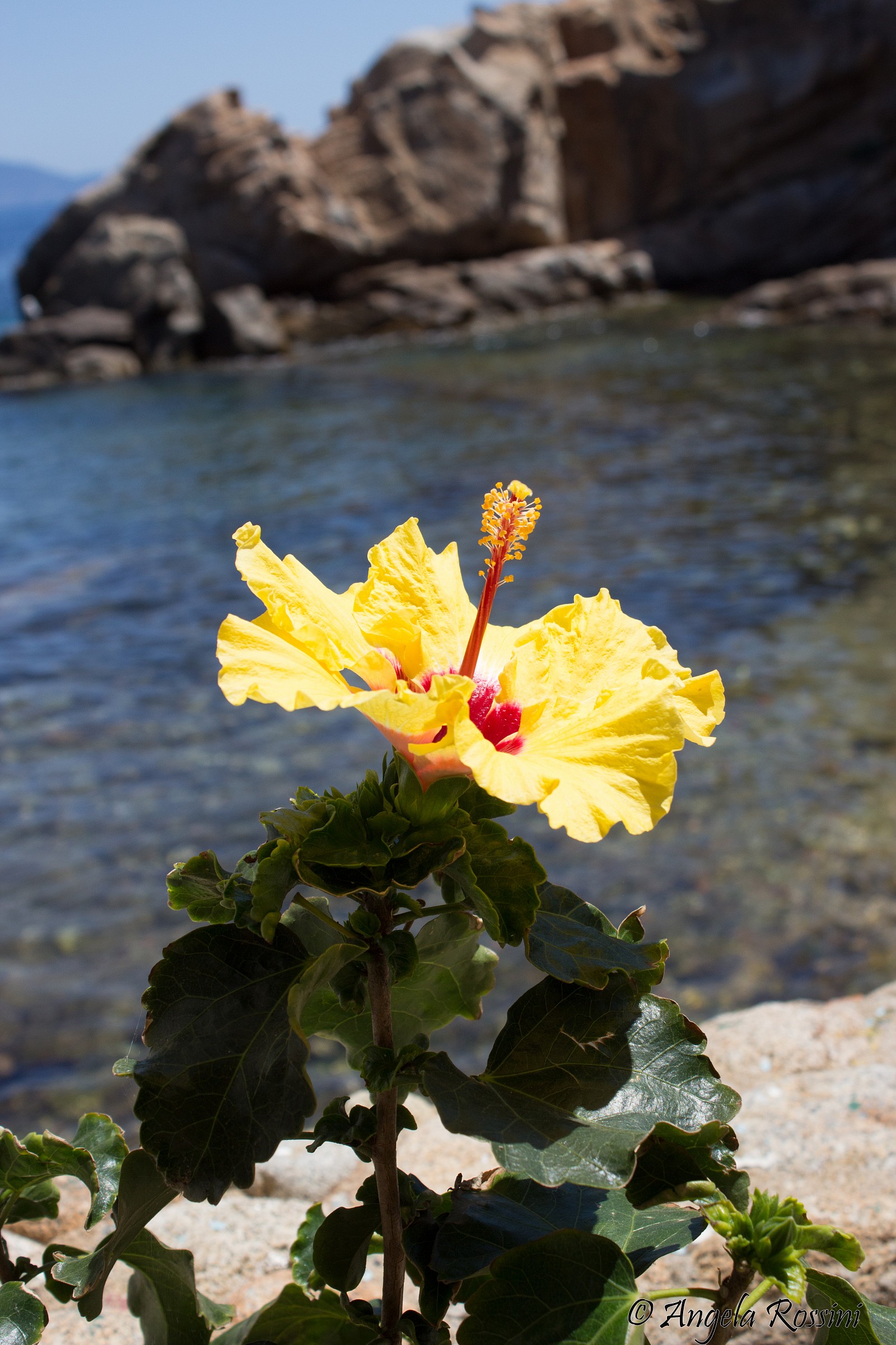 Hibiscus in the middle of the sea