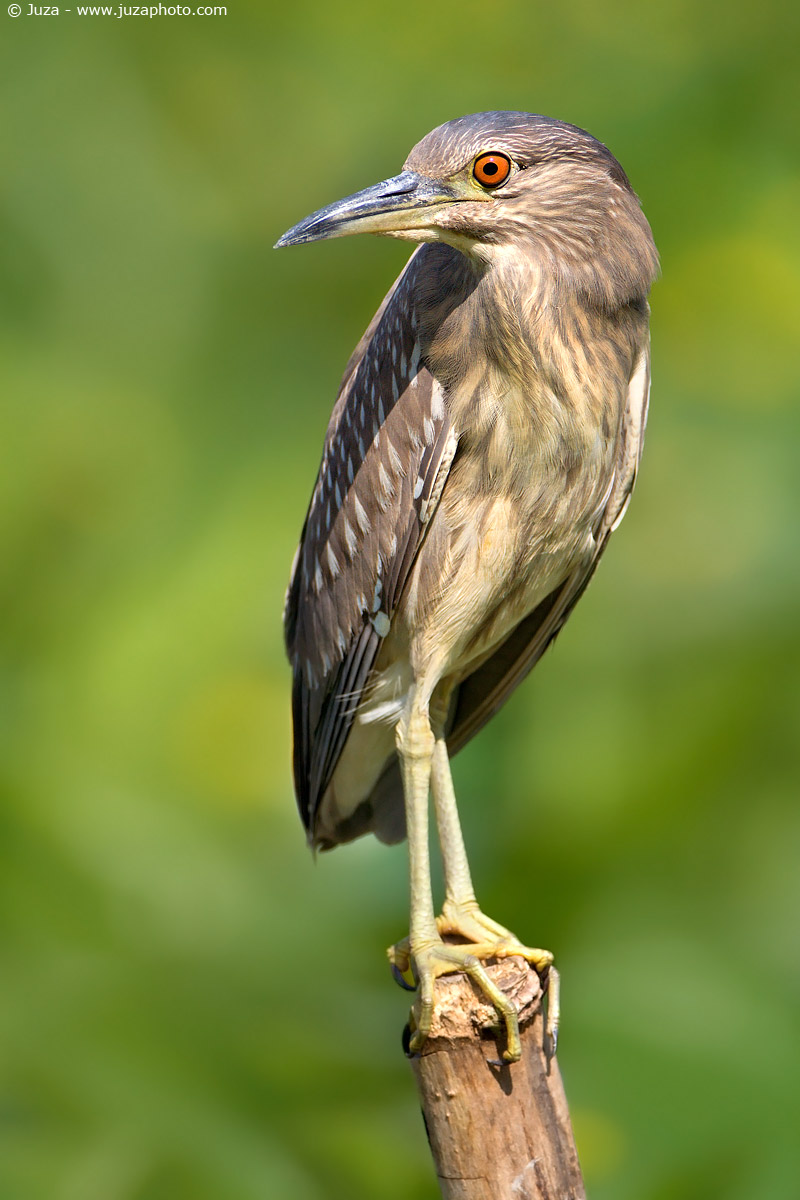 Nycticorax nycticorax (Nitticora), 002615