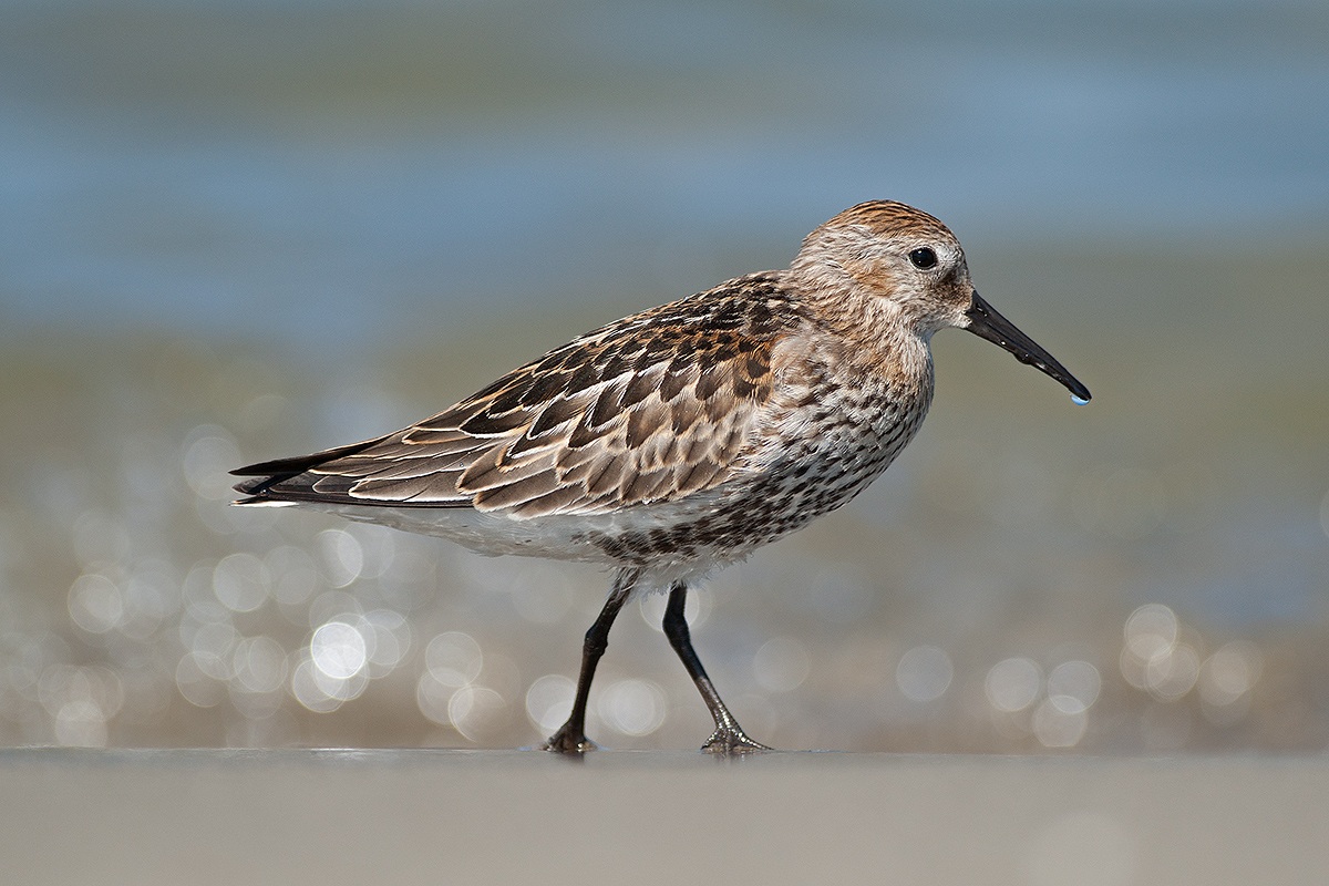 dunlin on ice