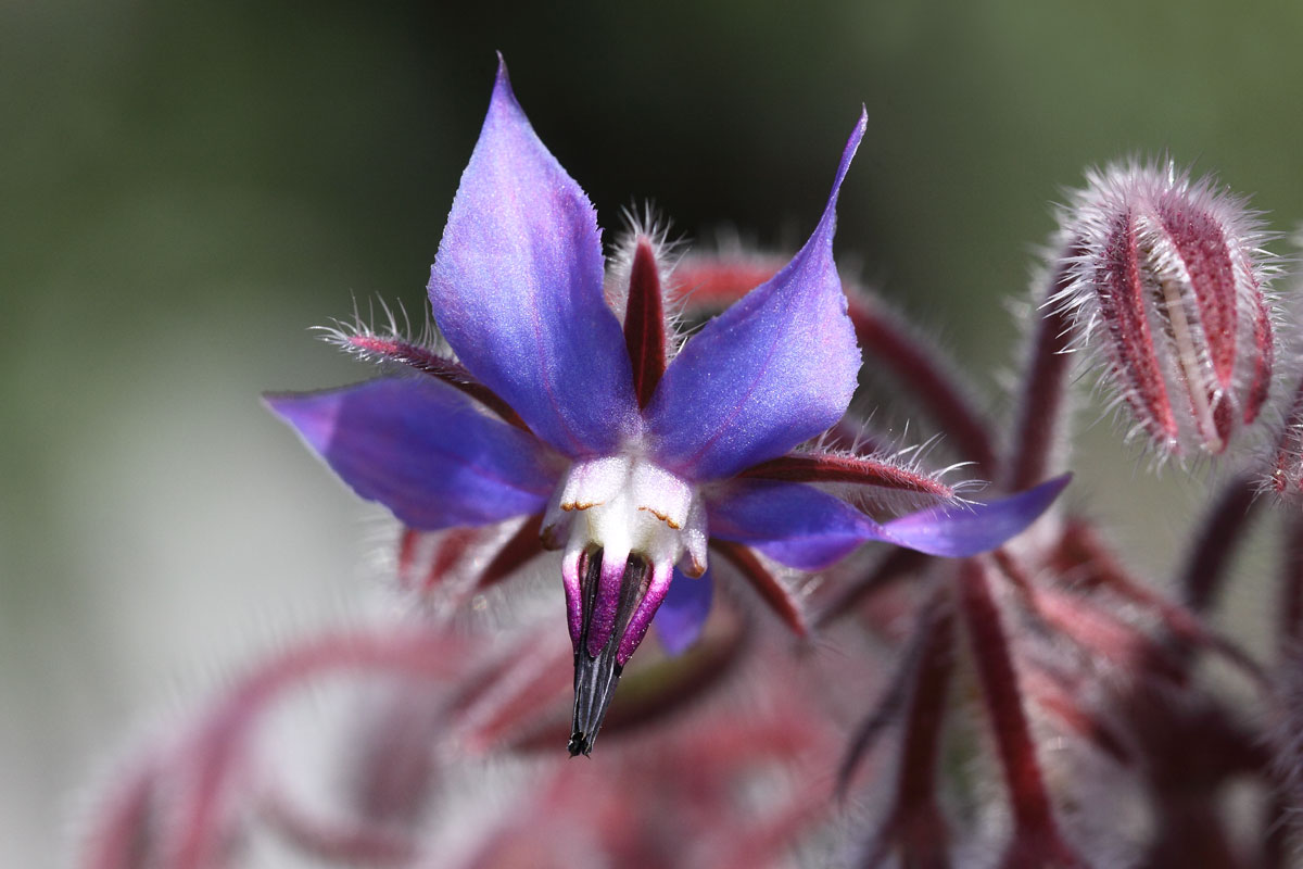 Borago officinalis