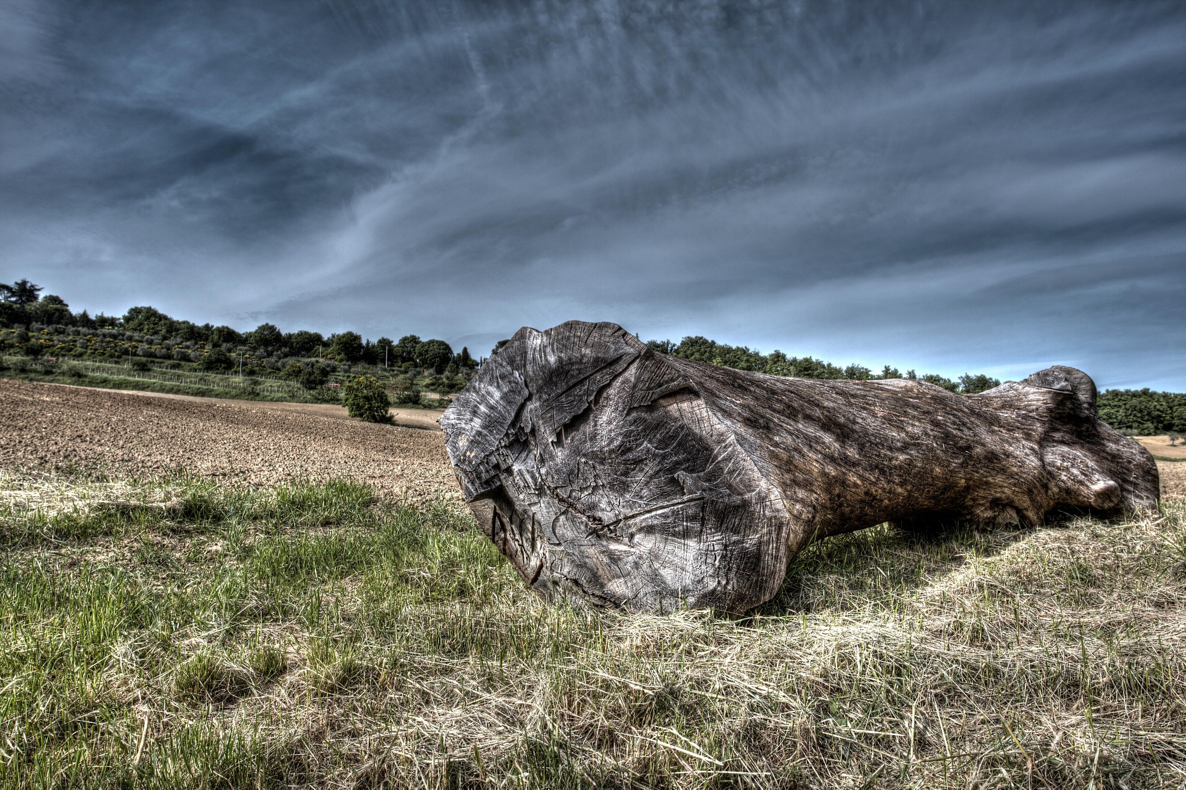 Un bell'osso...no un tronco di legno