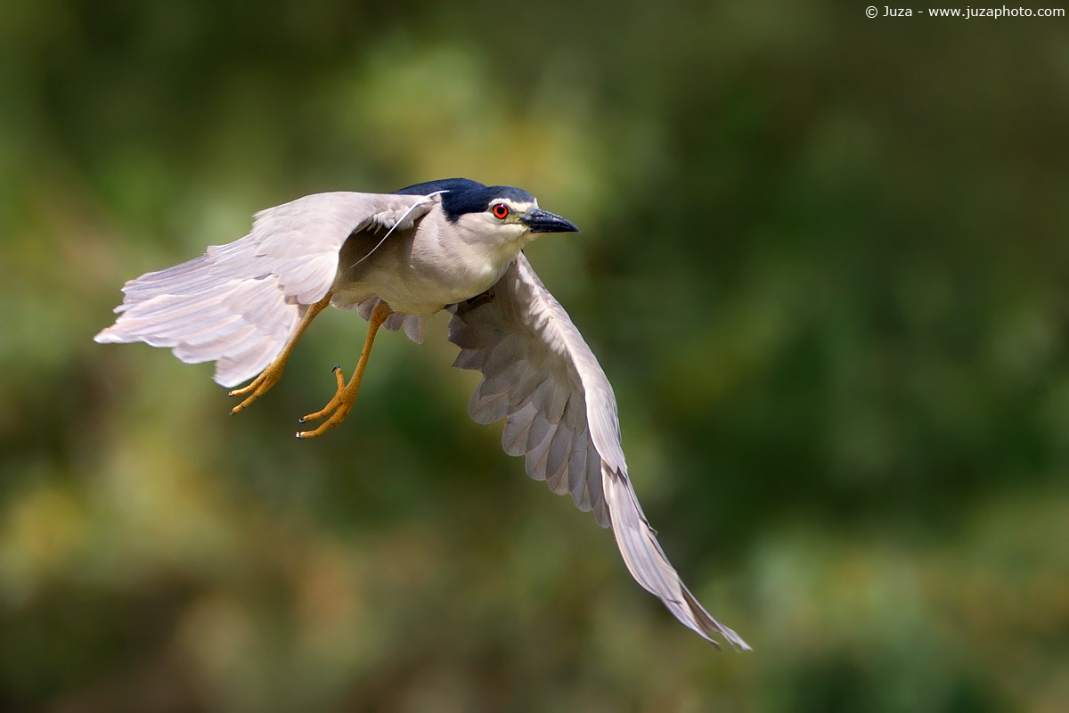 Nycticorax nycticorax (Nitticora), 002773
