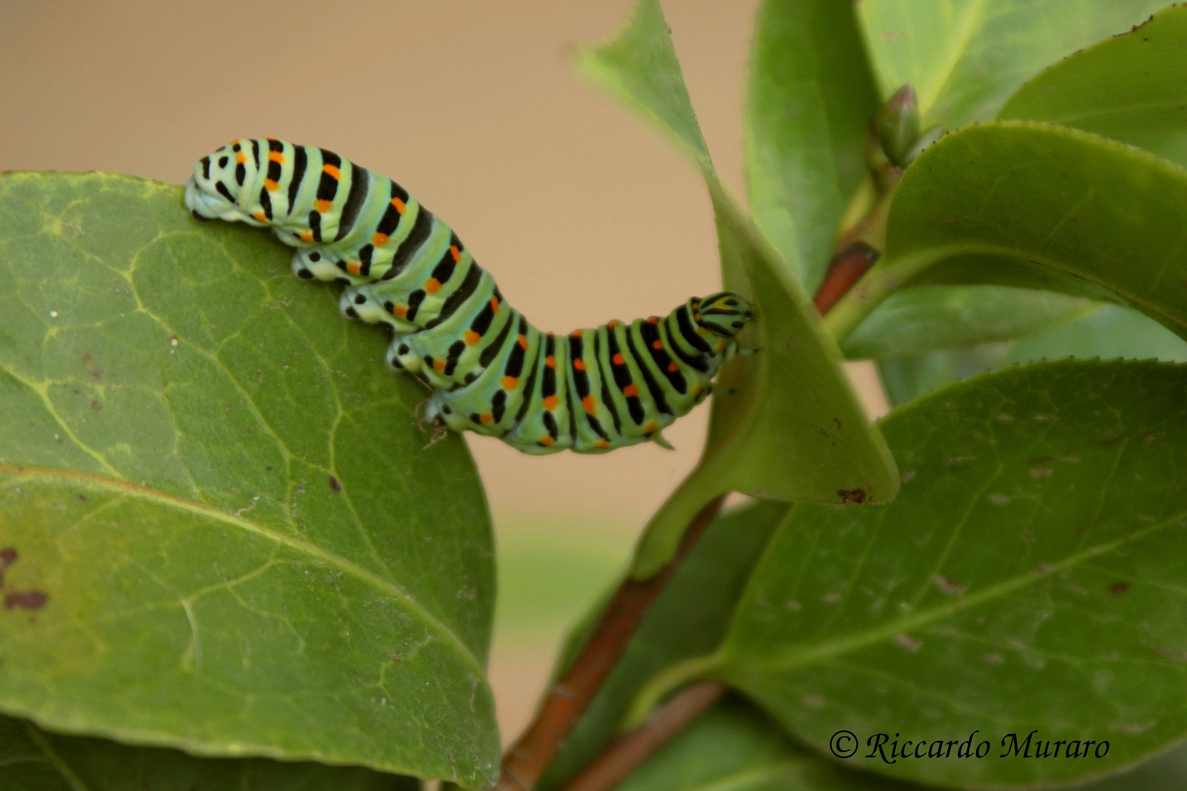 A caterpillar pua