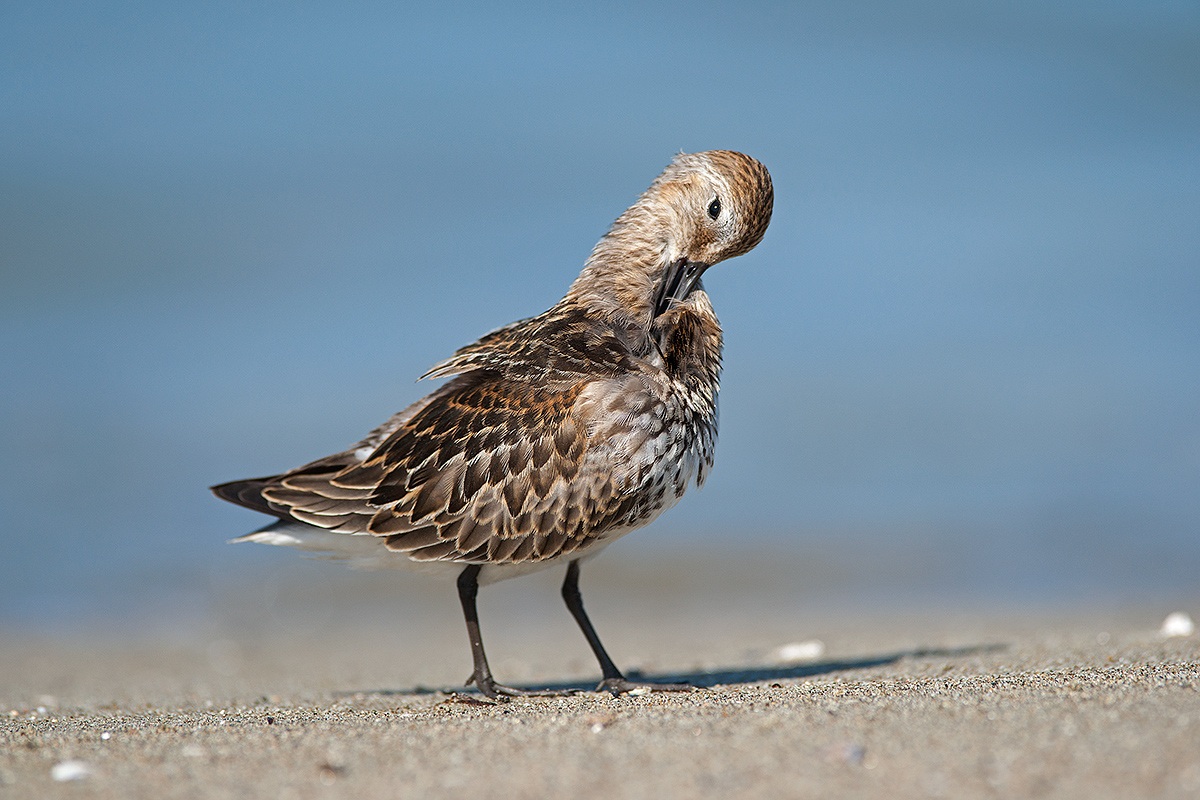 in preening dunlin