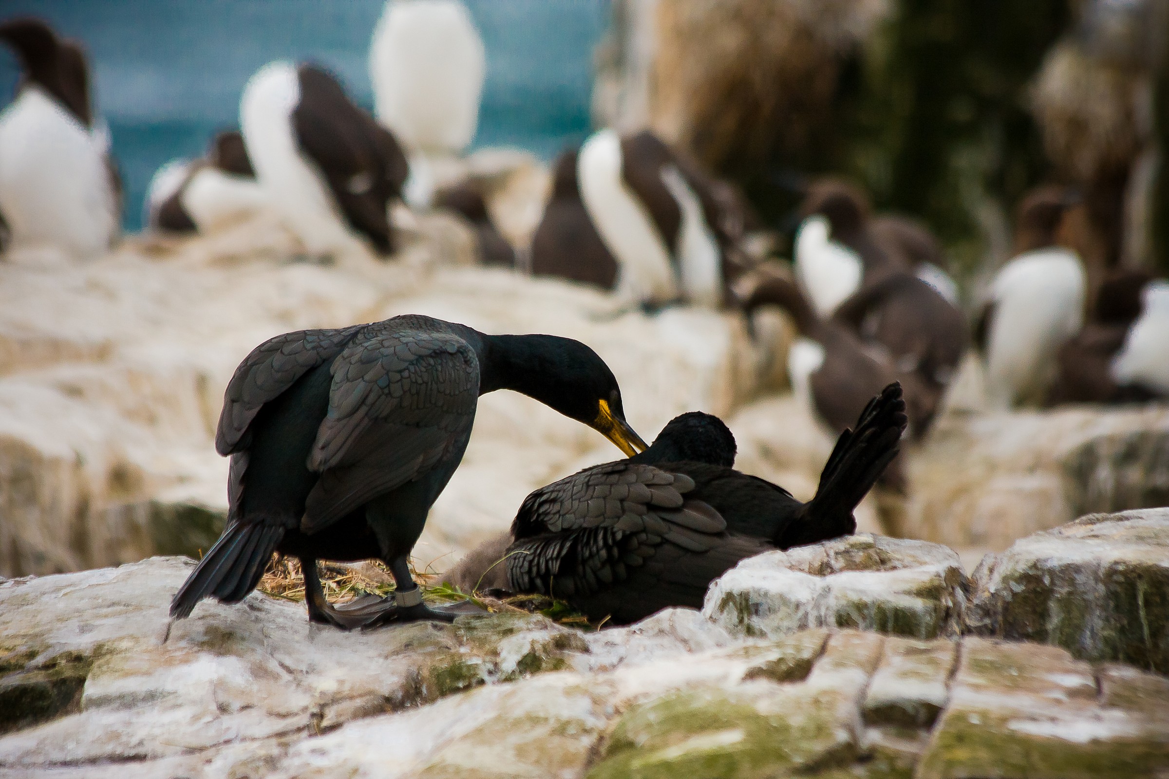 Shag ... cuddles ...