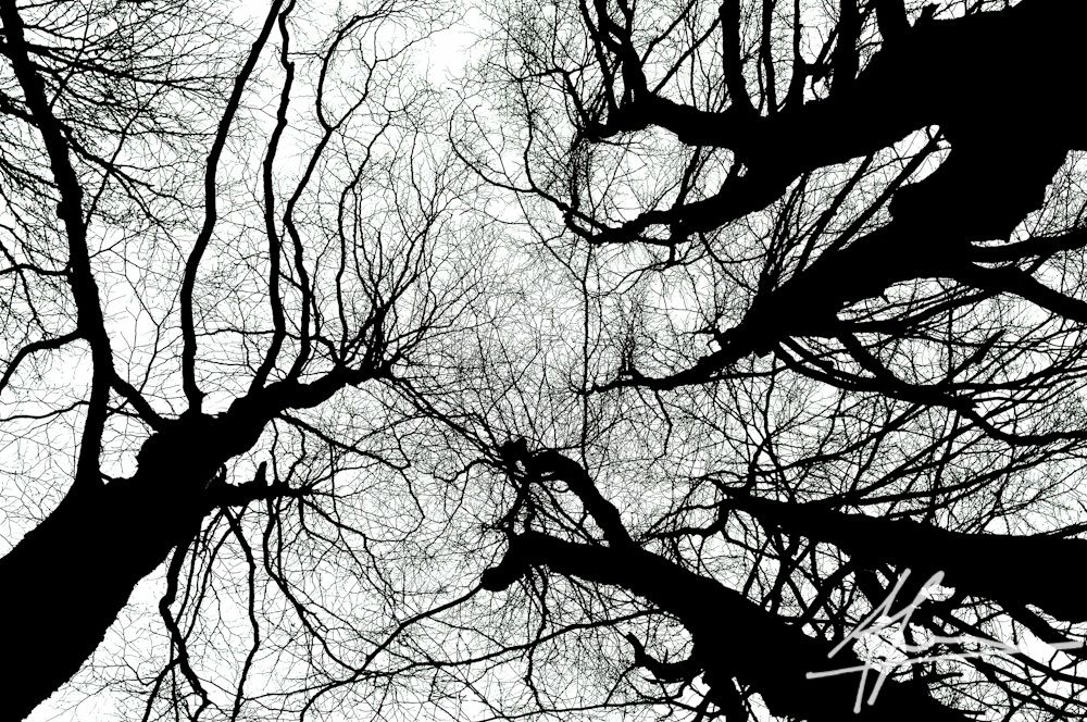 Riflessioni dendritriche