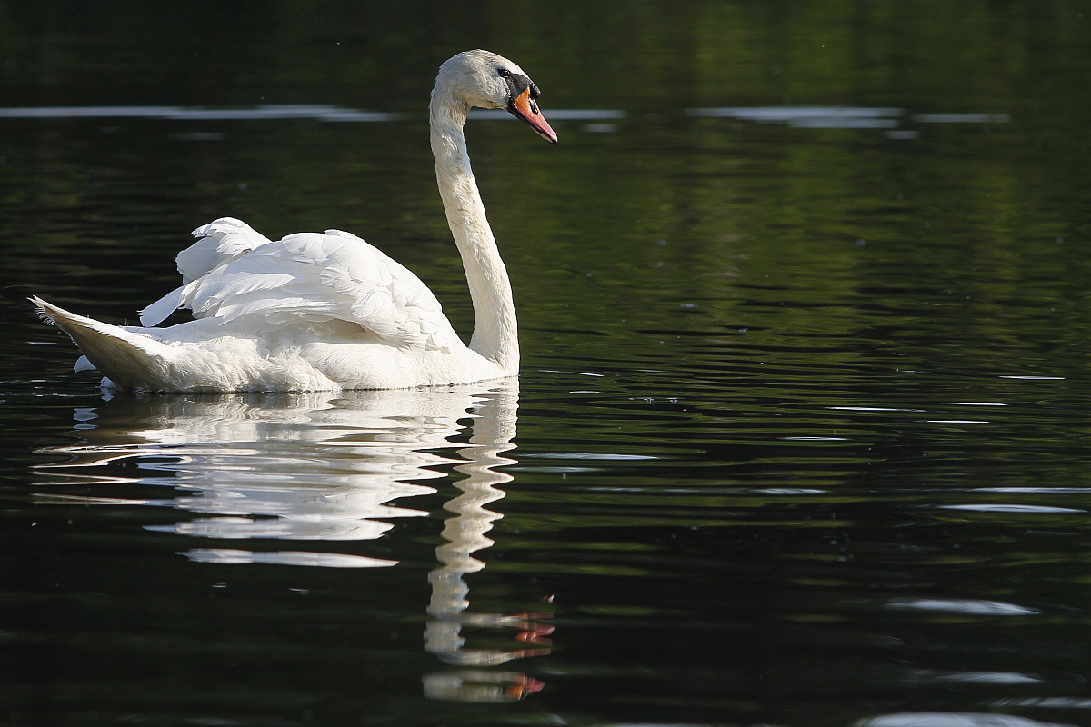 Swan