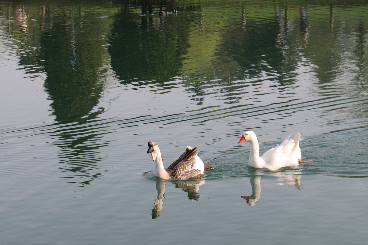 Oche - Parco Pellerina Torino