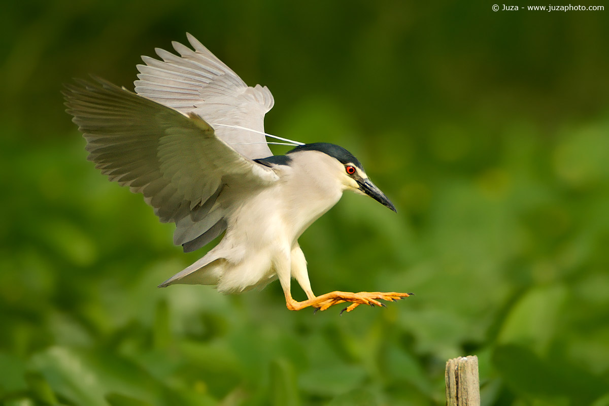 Nycticorax nycticorax (Black Crowned Night Heron), 005210