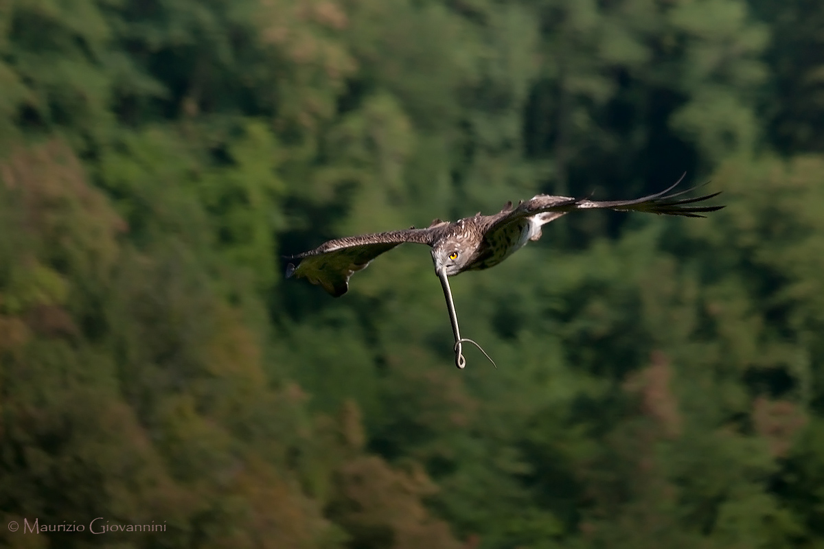 Toed Eagle with prey