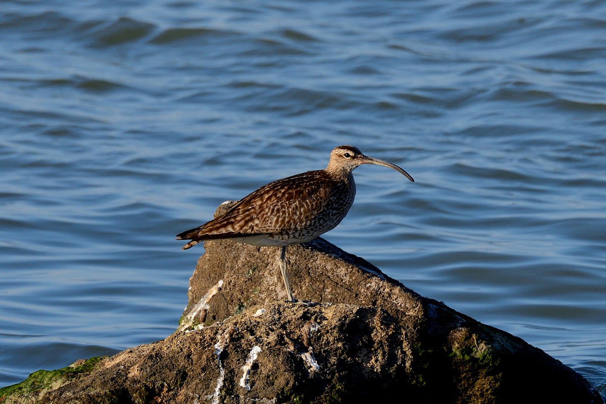 curlew?