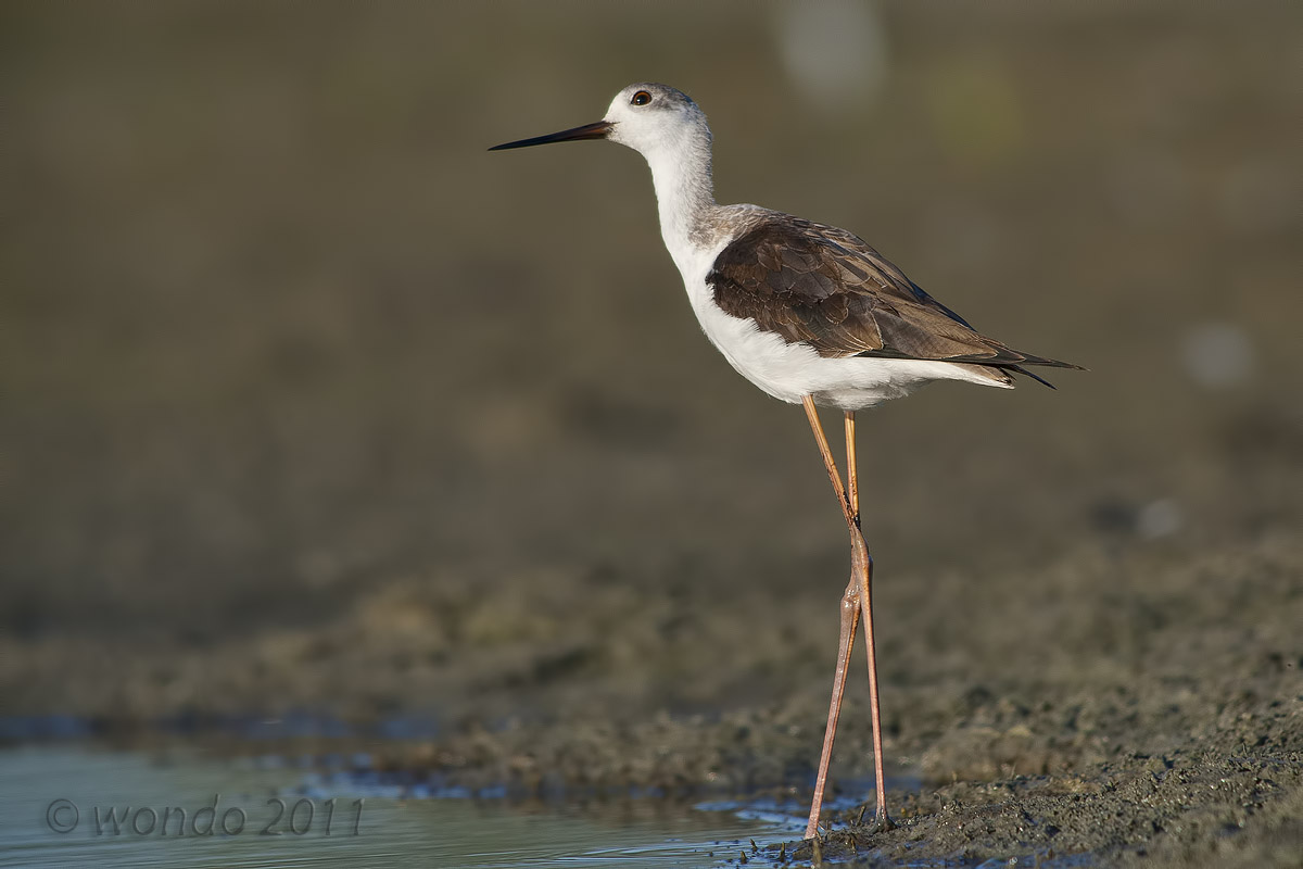 Himantopus himantopus(Cavaliere d'Italia)1