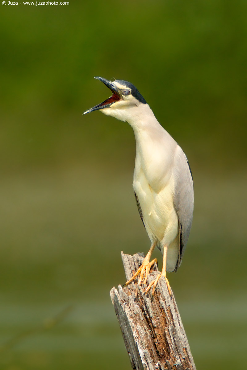 Nycticorax nycticorax (Nitticora), 005224