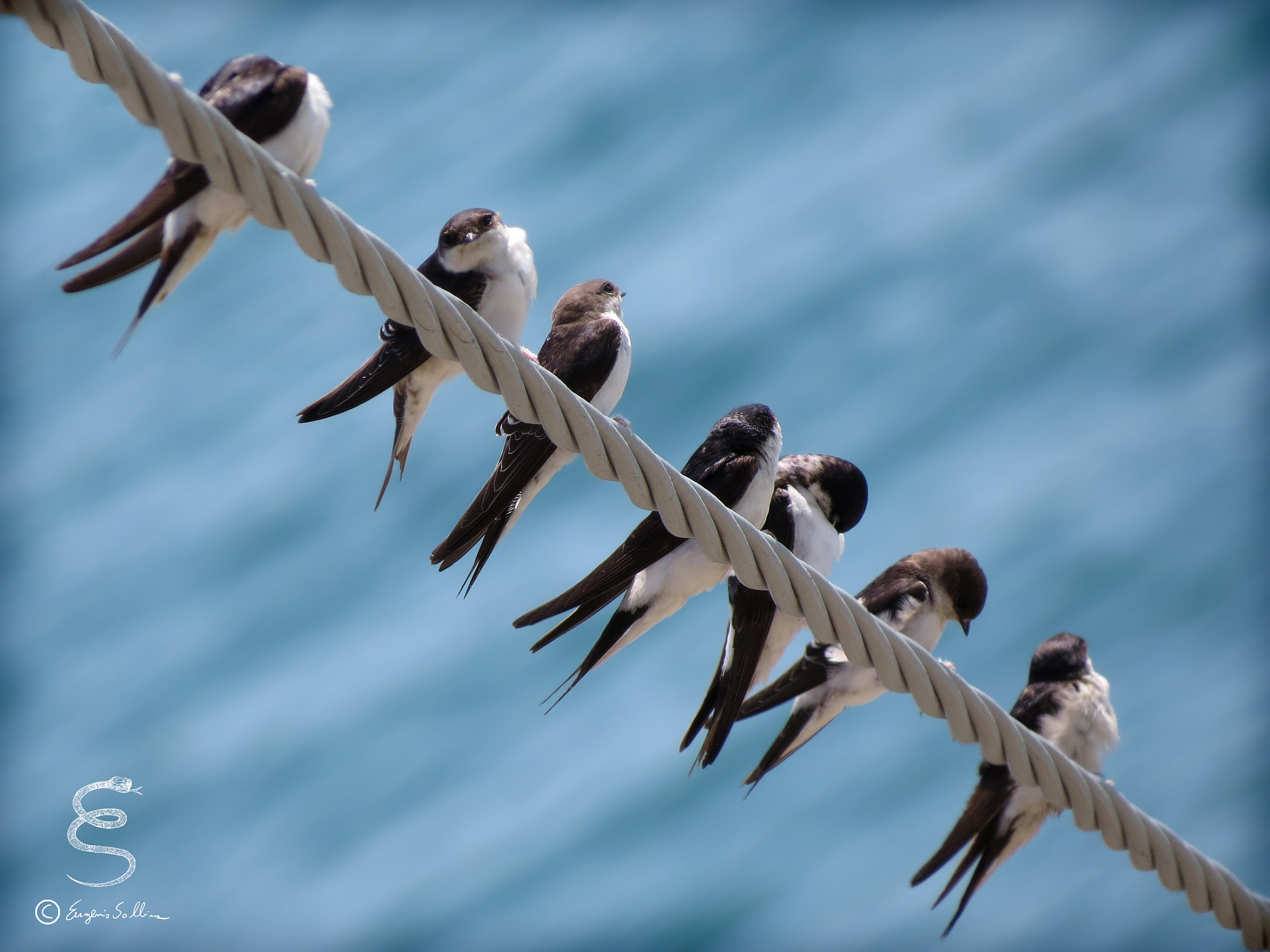 Swallows suspended over the sea