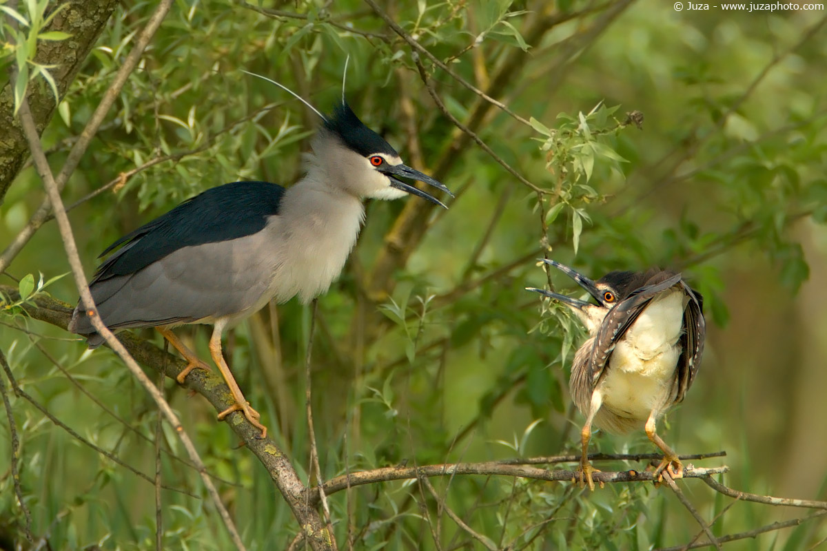 Nycticorax nycticorax (Black Crowned Night Heron), 005230