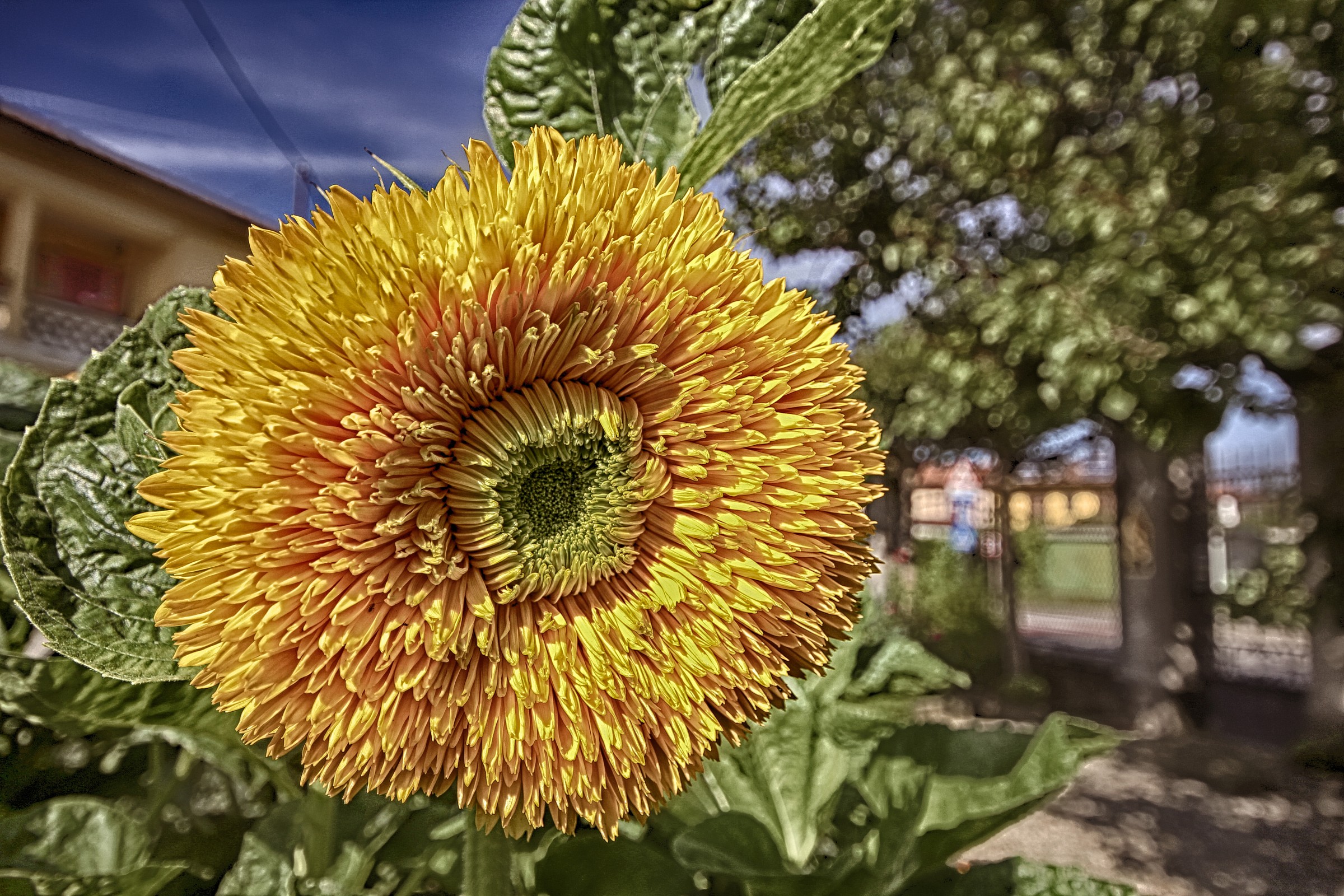 Girasole....a modo mio