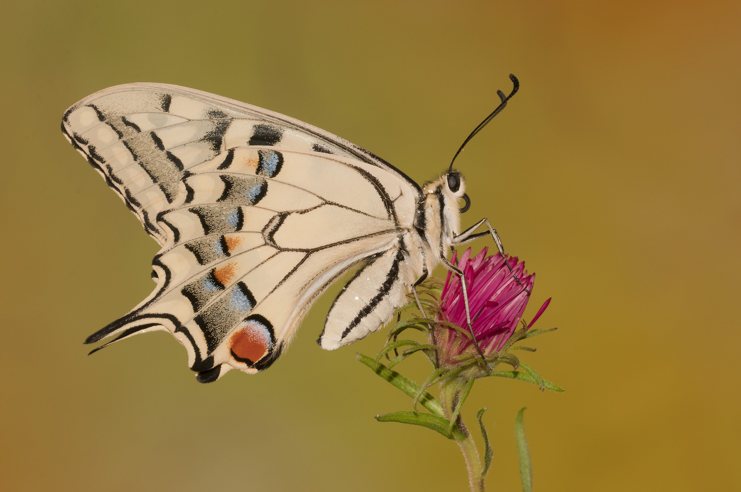 Papilio machaon