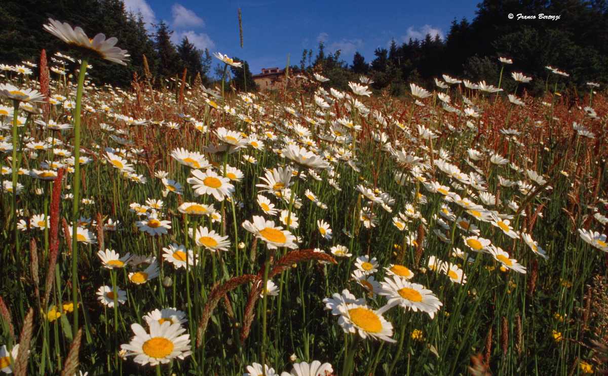 margherite di campagna