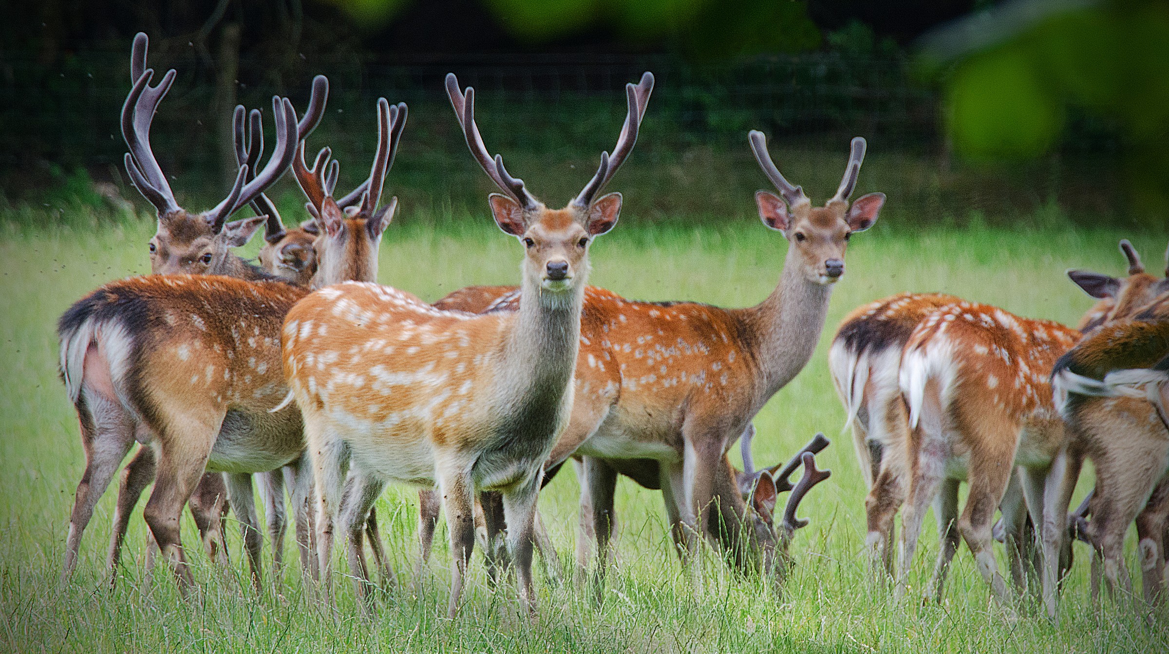 Fallow Deer Herd in New Forest