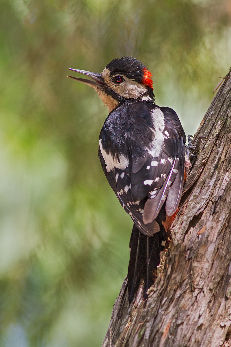 Picchio rosso maggiore maschio