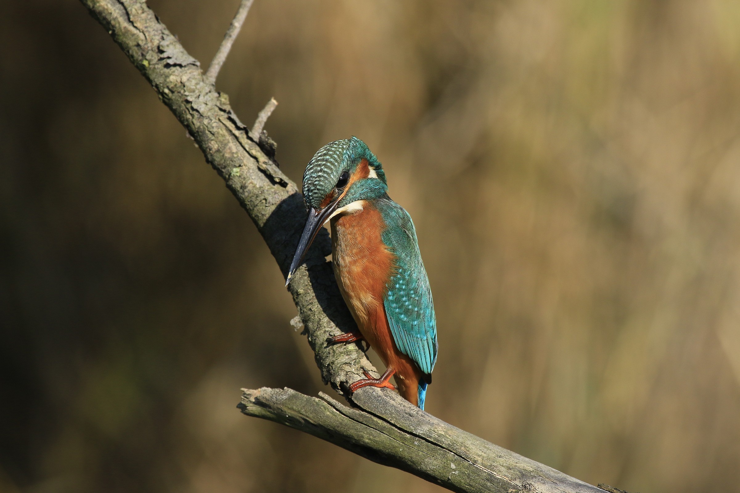 Martino2014: Looking