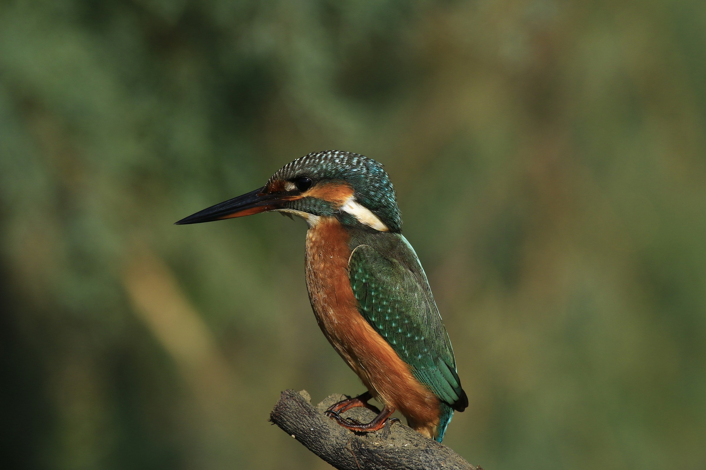 Martin 2014: Unexpectedly Close